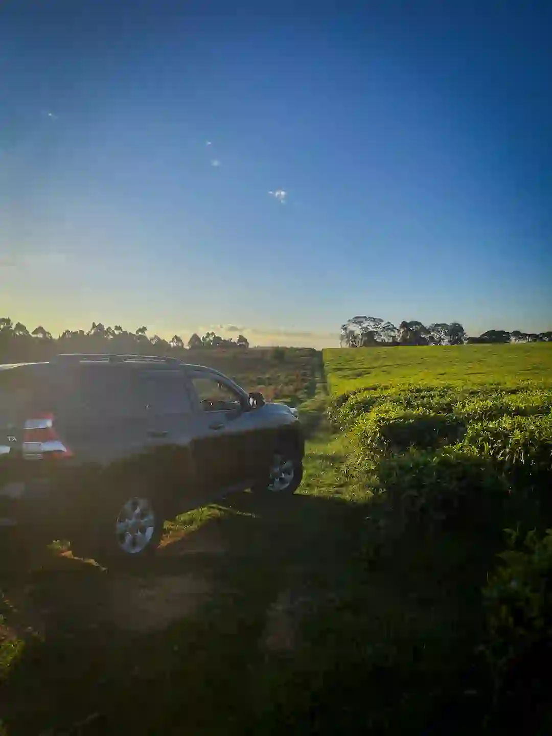 Prado Prado Garden Hind Car Hire